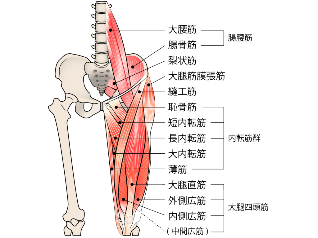股関節の筋肉