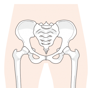 股関節の骨
